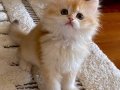 Safkan British Longhair Chocolate Golden erkek