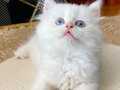 Şecereli British Longhair Golden point ny 1233 dişi yavru 