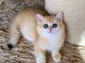 Şecereli British Shorthair Golden ny12 dişi yavru
