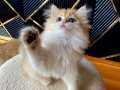 Şecereli British Longhair Golden ny12 dişi yavru
