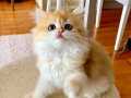 Şecereli British Longhair Golden BLH ny12 dişi yavru