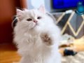 Safkan British Longhair erkek yavru