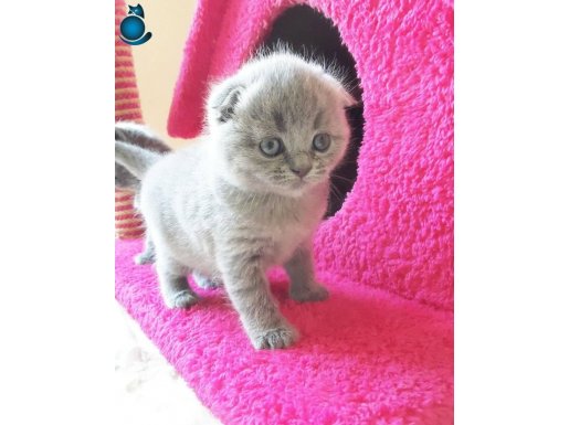 Scottish Fold Yavrularımız Evinizin Neşesi Olacaktır