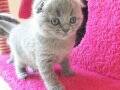 Scottish Fold Yavrularımız Evinizin Neşesi Olacaktır