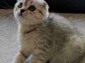 Silver Tabby Scottish Fold