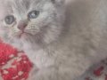 British Shorthair İstanbul