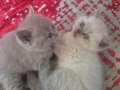 British Shorthair İstanbul