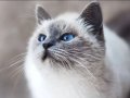 British Shorthair İstanbul