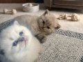 British Shorthair İstanbul