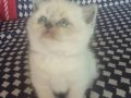 British Shorthair İstanbul