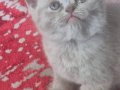 British Shorthair İstanbul