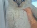 British Shorthair İstanbul