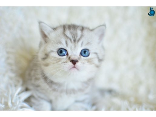 ++ Kalitede Silver NS24 British Shorthair