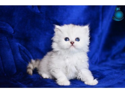 1. sınıf silver ns1133 british longhair yavrumuz