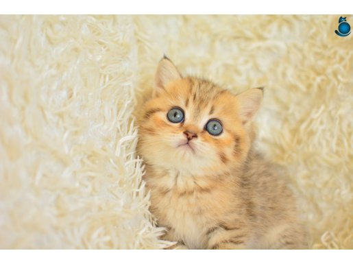 Asaleti soyundan gelen golden british shorthair