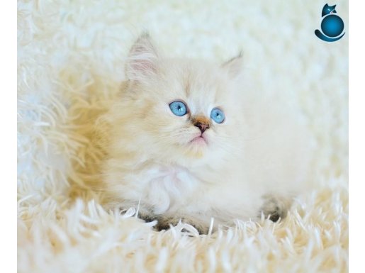Mas Mavi Gözlü Muhteşem NY1133 British Longhair