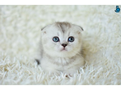 Muhteşem silver shaded scottish fold