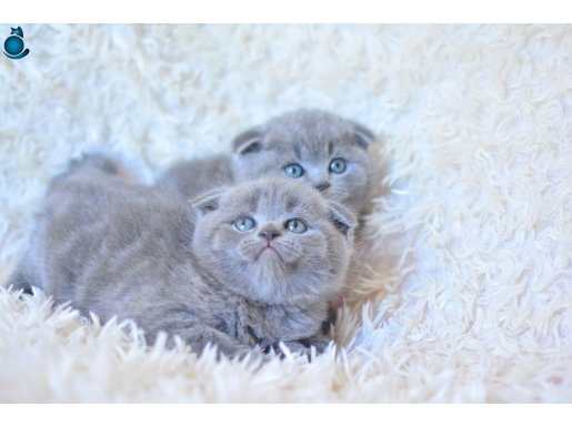Muhteşem top kafa gri scottish fold yavrular