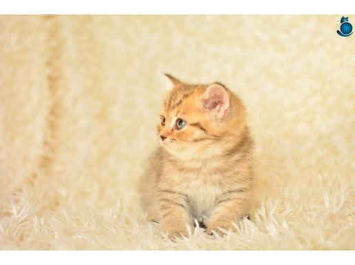 GOLDEN TABBY NY24 BRİTİSH SHORTHAİR
