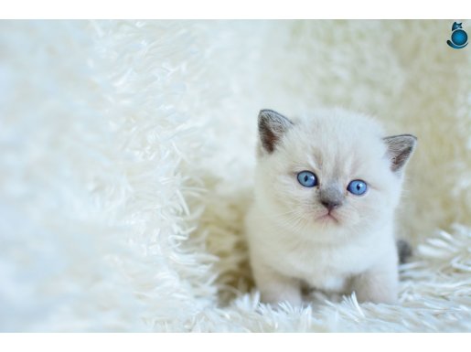 MUHTEŞEM BLUE POİNT BRİTİSH SHORTHAİR