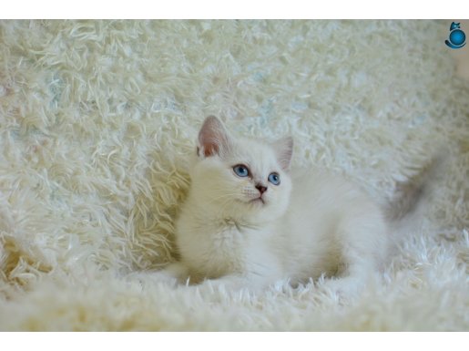 PRENSES GİBİ NS1133 BRİTİSH SHORTHAİR