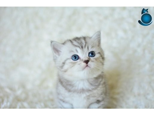 MUHTEŞEM KALİTEDE SİLVER TABBY NS24 BRİTİSH SHORTHAİR
