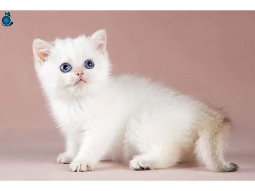 ++ kalite silver british shorthair