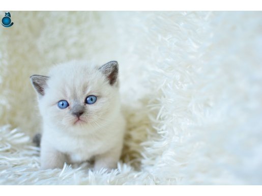 MUHTEŞEM BLUE POİNT BRİTİSH SHORTHAİR