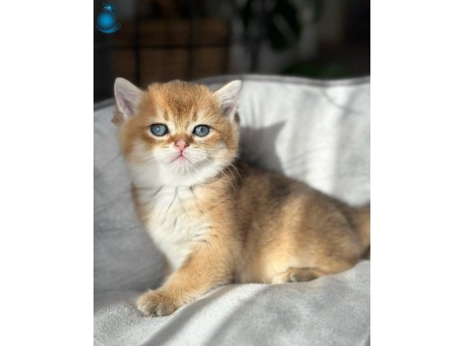 OYUNCU GOLDEN BRİTİSH SHORTHAİR