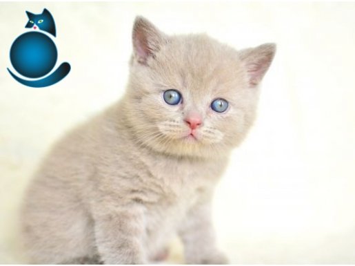 1.SINIF LİLAC BRİTİHİS SHORTHAİR