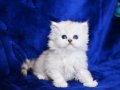 1. sınıf silver ns1133 british longhair yavrumuz