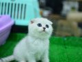 Yok böyle güzellikte silver scottish fold