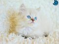 Mas Mavi Gözlü Muhteşem NY1133 British Longhair