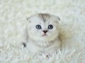 Muhteşem silver shaded scottish fold