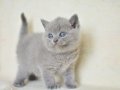 Küt kafa gri british shorthair