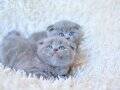 Muhteşem top kafa gri scottish fold yavrular