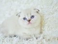 Yok böyle güzellikte silver point scottish fold