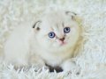 Yok böyle güzellikte silver point scottish fold