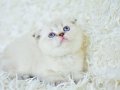 Yok böyle güzellikte silver point scottish fold