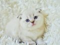 Yok böyle güzellikte silver point scottish fold