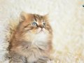 BLACK GOLDEN BRİTİSH LONGHAİR