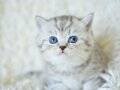 ++ KALİTE NS24 SİLVER BRİTİSH SHORTHAİR