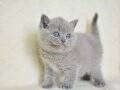 KÜT KAFA GRİ BRİTİSH SHORTHAİR