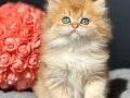 ALTIN GİBİ GOLDEN BRİTİSH LONGHAİR