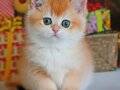 ÇİÇEK GİBİ GOLDEN BRİTİSH SHORTHAİR