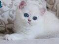 PAMUK GİBİ SİLVER BRİTİSH SHORTHAİR