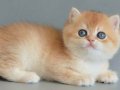 ASALETİ SOYUNDAN GELEN GOLDEN BRİTİSH
