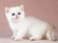 ++ kalite silver british shorthair