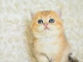 ŞAMPİYON SOYUNDAN NY11 GOLDEN BRİTİSH