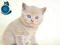 1.SINIF LİLAC BRİTİHİS SHORTHAİR